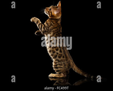 Bengal Kätzchen steht und hob Pfoten auf schwarz Stockfoto
