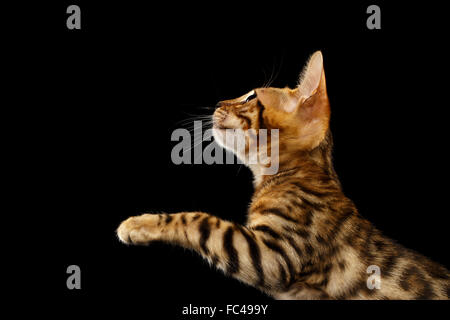 Bengal Kätzchen steht und hob Pfoten auf schwarz Stockfoto