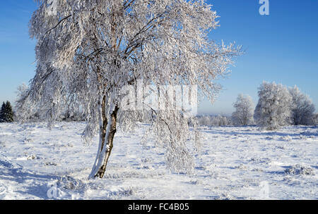 Moorbirke / moor-Birken (Betula Pubescens) in Raureif im Moor im Winter überdacht Stockfoto