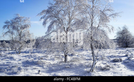 Moorbirke (Betula Pubescens) Bäume in Raureif bedeckt, im Winter, Hoge Venena / hohe Venn / Hautes Fagnes, belgische Ardennen Stockfoto