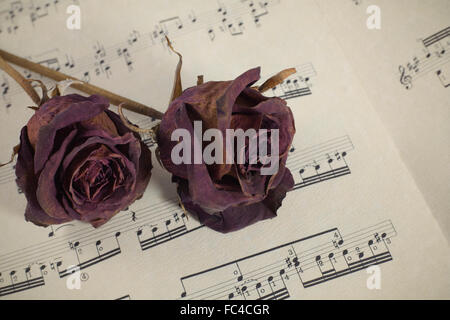 Lensbaby-Foto von rote Rosen auf offenes Buch der Musik Stockfoto