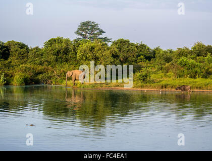 Wilden Asiatischen Elefanten Getränke aus einem See im udawalawe National Park, Sri Lanka. Stockfoto