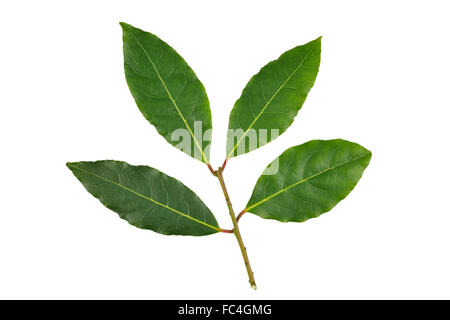 Frisch gepflückten Zweig Lorbeer, vom Laurus Nobilis oder Lorbeer Baum, für den Einsatz als ein Lebensmittel-Aroma. Stockfoto