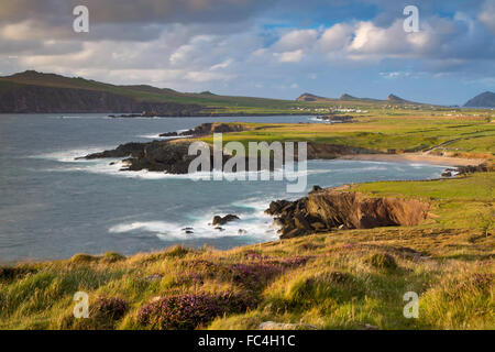 Abend von Sonnenlicht über Ballyferriter Bay, Sybil Point und den Gipfeln der drei Schwestern, Halbinsel Dingle, County Kerry, Irland Stockfoto