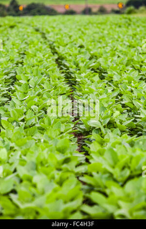 Soja-Plantage auf dem Lande Stockfoto