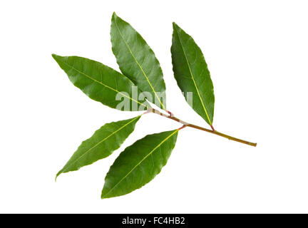 Frisch gepflückten Zweig Lorbeer, vom Laurus Nobilis oder Lorbeer Baum, für den Einsatz als ein Lebensmittel-Aroma. Stockfoto