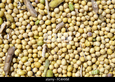 Grãos de soja Stockfoto