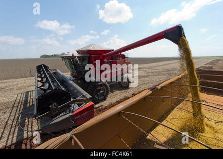 Kombinieren Sie Soja Getreide Entladen LKW in einer ländlichen Gegend Stockfoto