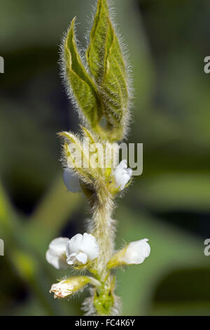 Blüte der angehende Soja Stockfoto