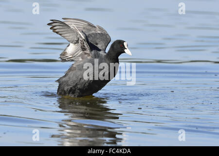 Eurasische Blässhuhn Stockfoto