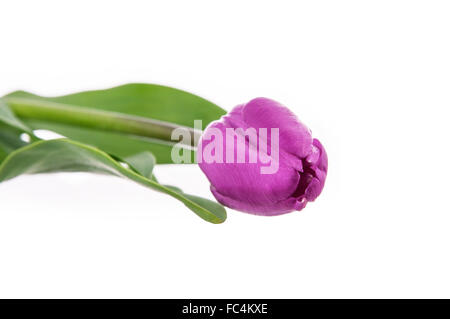 Magenta Tulpe isoliert auf weißem Hintergrund. Stockfoto