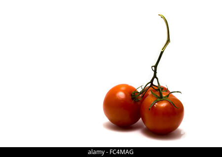 Zweig der Tomaten isoliert auf weißem Hintergrund Stockfoto