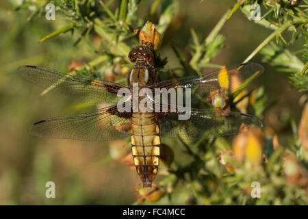 Breit-bodied Chaser Libelle (Libellula Depressa) ruht auf Ginster Strauch in Surrey, UK Stockfoto