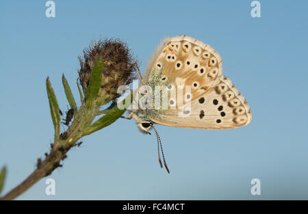 Kreide-Hügel blauer Schmetterling (männlich) Lysandra coridon Stockfoto