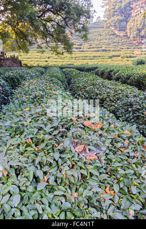 Ein Teppich von Teepflanzen auf Meijiawu Tee Dorf am westlichen Ende der Westsee in Hangzhou. Stockfoto