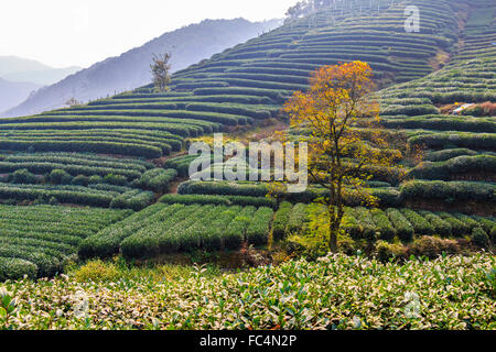 Ein Teppich von Teepflanzen auf Meijiawu Tee Dorf am westlichen Ende der Westsee in Hangzhou. Es ist berühmt für seine Longjing Tee Stockfoto