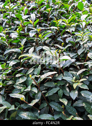 Ein Teppich von Teepflanzen am Westende der Westsee in Hangzhou. Es ist berühmt für seine Longjing Tee Stockfoto