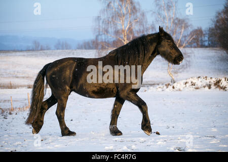 Friesen im winter Stockfoto