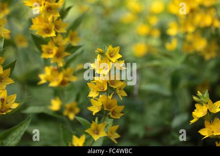 Gefleckte Blutweiderich Stockfoto