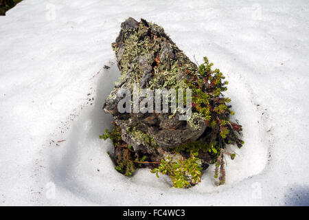 Haken-Insel schmelzen Frühling in der tundra Stockfoto