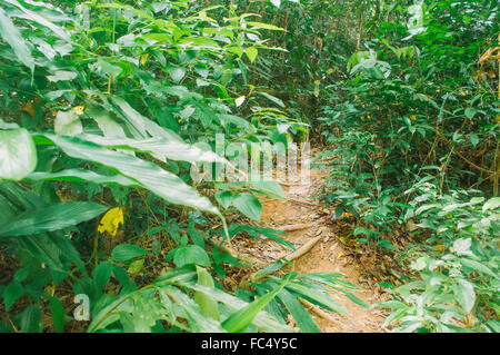 Regenwald in malasysia Stockfoto