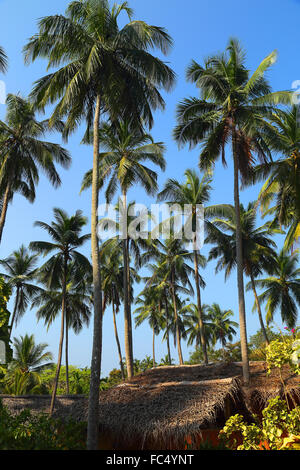 Hütte unter Kokospalmen Stockfoto