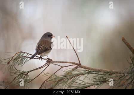 Dunkle Augen Junco (Junco Hyemalis) auf immergrüne Ast Stockfoto