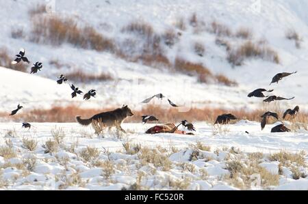 Ein grauer Wolf jagt Elstern und Raben von einem Elch Kadaver in der Nähe von Soda Butte im Winter Yellowstone National Park 10. Januar 2016 in Yellowstone in Wyoming. Stockfoto