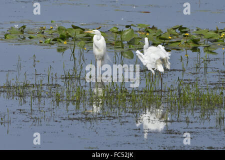 Silberreiher Stockfoto