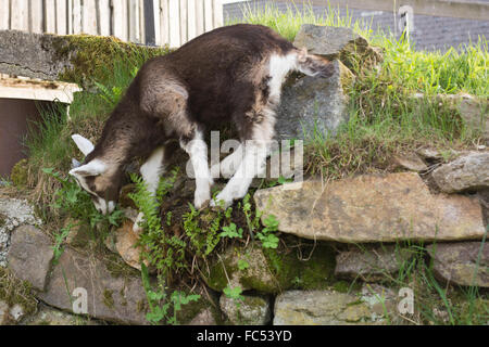 kleine Ziege frisst Grass in Steinmauer Stockfoto