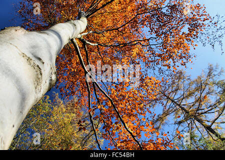 Eine goldbraune Farbe Herbst Baum in einem Wald in Llangollen Stockfoto