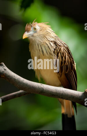 Guira Kuckuck (Guira Guira) still ruht auf einem Ast Stockfoto