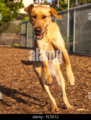 Labrador Retriever spielt im Hundepark Stockfoto