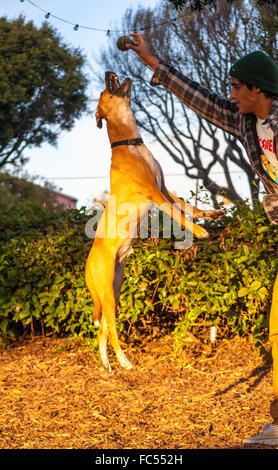 Australische Rinder mix Hund springt für Kugel Stockfoto