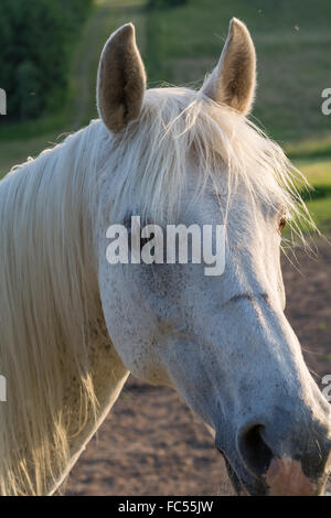 weißen Araberhengst - Porträt Stockfoto