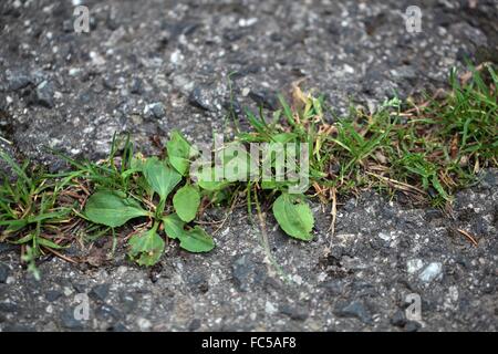 Grüne Pflanzen wachsen auf eine geteerte Straße. Stockfoto