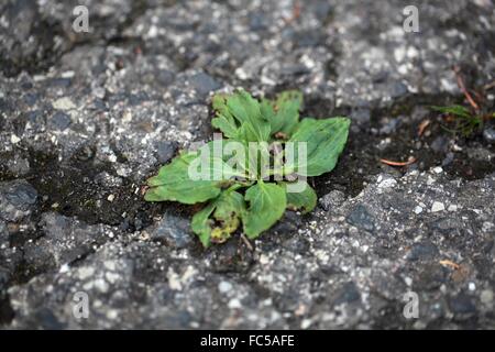 Grüne Pflanzen wachsen auf eine geteerte Straße. Stockfoto