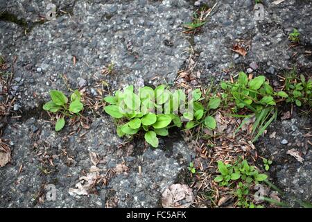 Grüne Pflanzen wachsen auf eine geteerte Straße. Stockfoto