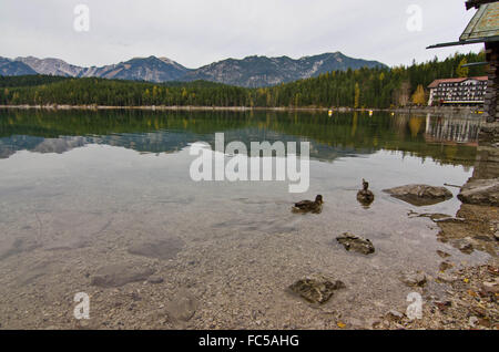 Enten auf Eibsee nahe Zugspitze Garmisch-Partenkirchen Bayern Deutschland Stockfoto