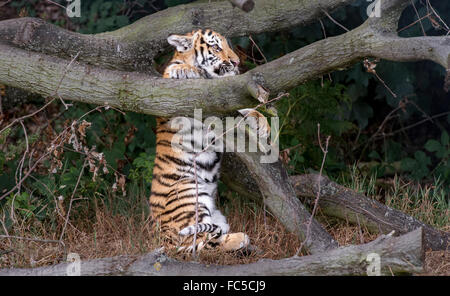 Männliche Amur Tiger Cub versuchen, einen Baum zu klettern Stockfoto