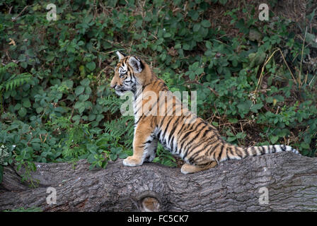 Männliche Amur Tiger Cub auf Ast sitzend Stockfoto