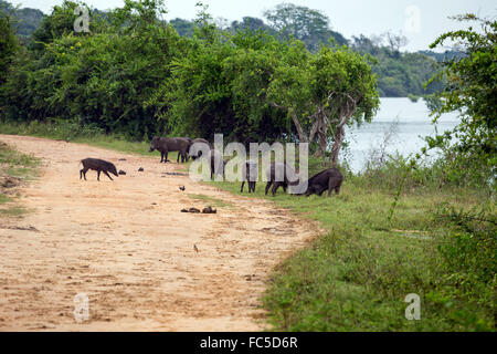 Kumana National Park, ehemals Yala East, Kumana, Eastern Province, Sri Lanka, Asien - Wildschwein Sus Scrofa affinis Stockfoto