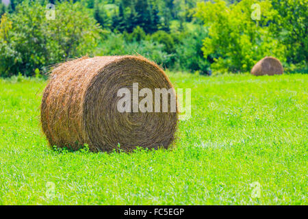 Runde Heuballen auf der grünen Wiese Stockfoto