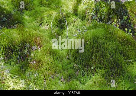 Waldboden bedeckt von Moos Stockfoto