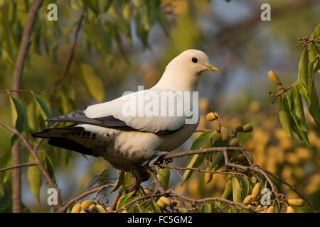 Torresian Imperial Pigeon (Ducula Spilorrhoa) thront auf einem fruchttragenden Baum Stockfoto