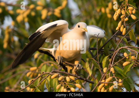 Torresian Imperial Pigeon (Ducula Spilorrhoa) Auswuchten mit Flügel ausgebreitet auf einem dünnen Ast Stockfoto