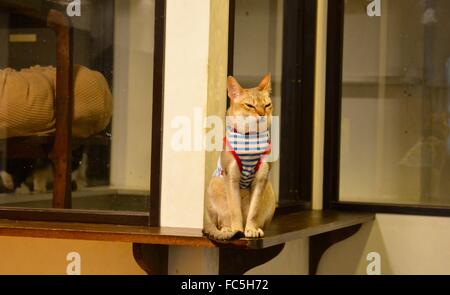 Cat Cafe Stockfoto