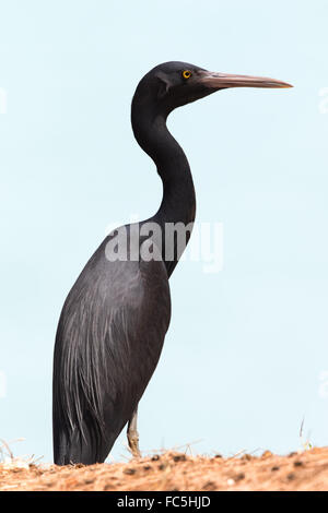 dunkle Farbe Morph von Pacific Riff Silberreiher (Egretta Sacra) Stockfoto