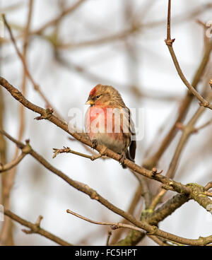 Gemeinsame Redpoll (Zuchtjahr Flammea) Stockfoto