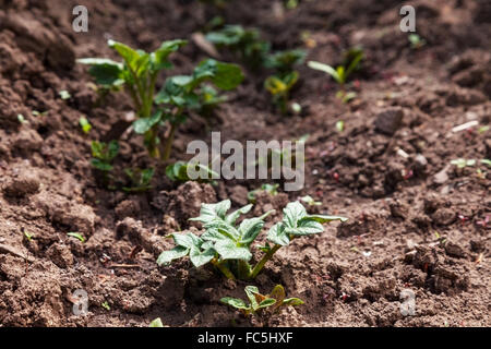 Junge Kartoffeln auf Bodenbedeckung. Pflanze-Nahaufnahme Stockfoto